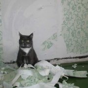 Cara menyapu kucing untuk merobek kertas dinding: lakukan dengan betul