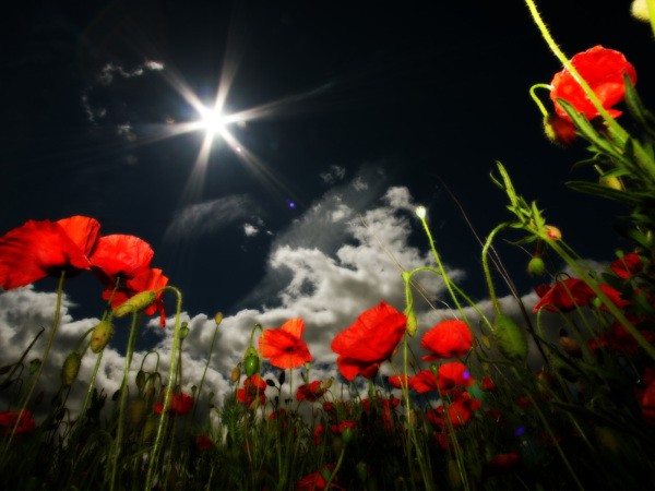 Poppies di latar langit malam