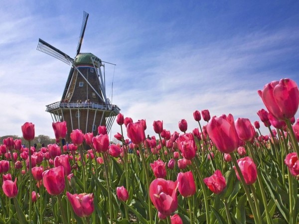 Tulip dan kilang - dua simbol utama Belanda