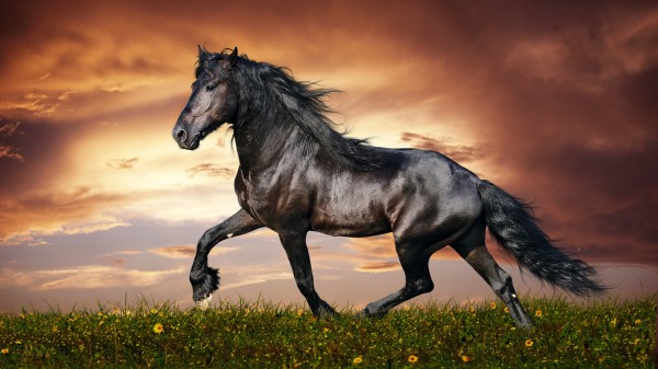 Kuda anggun di padang rumput