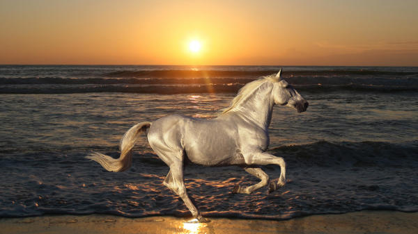 Kuda berlatarbelakangkan laut dan matahari terbenam