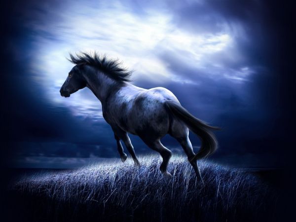 Seekor kuda di langit malam - suasana yang sempurna untuk bilik tidur