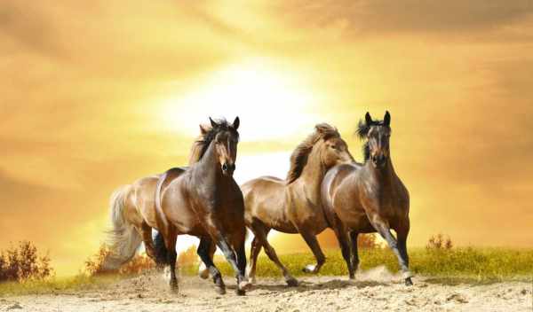 Kuda berderap melawan matahari terbenam