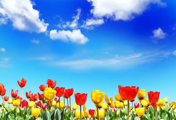 Bunga tulip yang dekat membuat kita merasa seperti mengagumi langit, berbaring dengan bunga