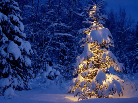 Malah pokok Krismas di tengah hutan, dihiasi dengan kalungan bunga, akan menambah suasana.