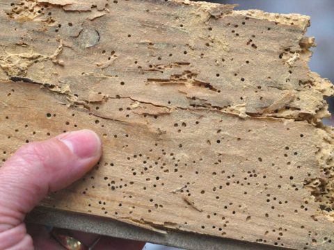 Jejak kumbang kulit kayu